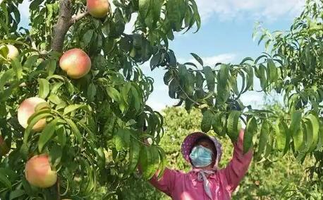 河南南召：特色林果甜了日子富了乡村