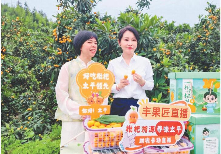 浙江丽水莲都区太平乡：用匠心种出共富“黄金果”