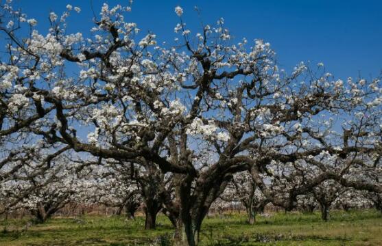 一树六百年　梨香芳万家 ——甘肃皋兰什川古梨园系统走出农遗保护与乡村振兴协同推进之路