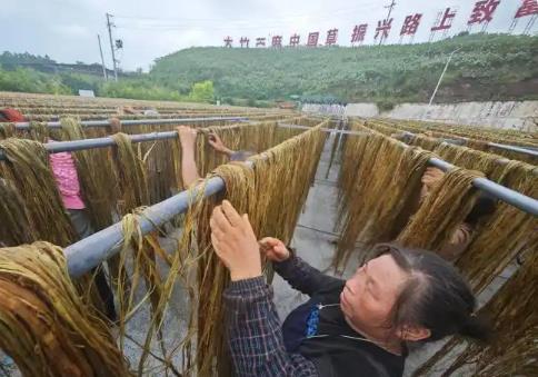 “中国苎麻之乡”四川大竹：一根“中国草”织就乡村振兴共富路