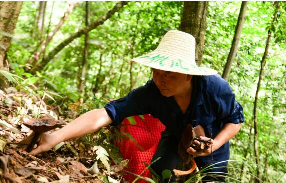 广西龙胜：林下种植促增收 深山灵芝采摘忙