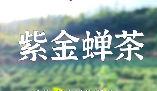 紫金蝉茶：山间小众特产撑起县域经济“脊梁”