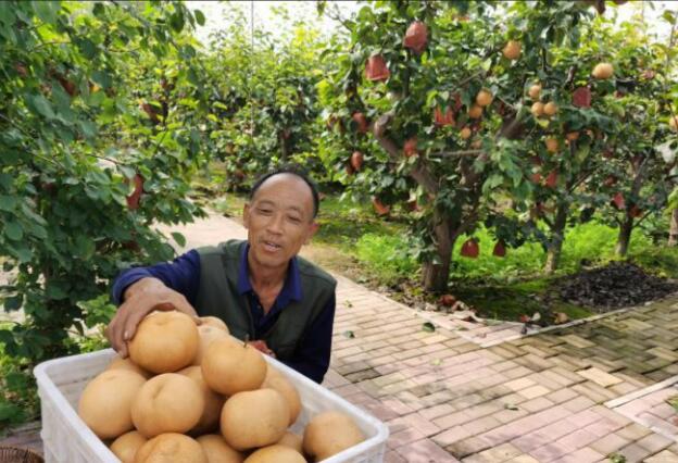 河北馆陶：梨果产业铺就富民路