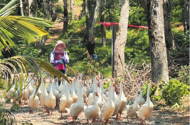三亚探索热带农业增收新路径：盘活林下闲置地，做强特色“鹅经济”