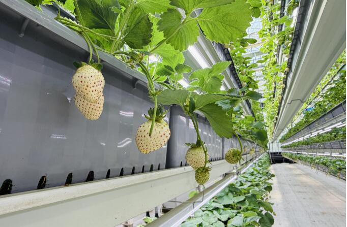 樱桃甜、草莓鲜、鲈鱼肥、兔子壮……一条循环产业链上的乡村振兴“丰收密码”