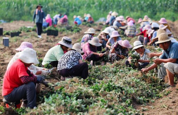 江苏徐州铜山区新区街道：草莓移苗正当时 特色产业促增收