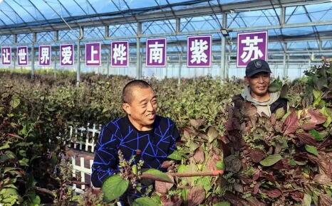 一株紫苏的产业“增值”之路——黑龙江桦南特色农业发展观察