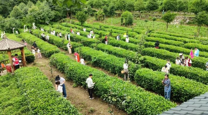 在湖北神农架木鱼镇，把日子种进茶园里