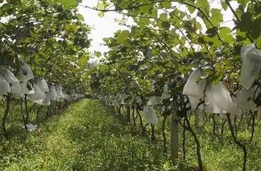 河南淅川：特色林果“甜”了群众好日子