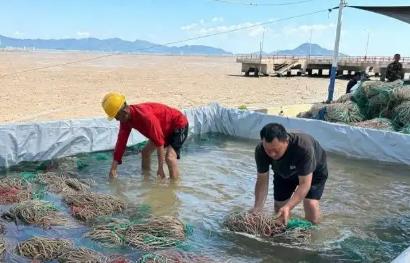 海上“秋耕忙” “中国紫菜之乡”迎来紫菜采苗下苗窗口期