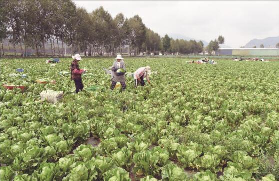 青海冷凉蔬菜产业“热”起来