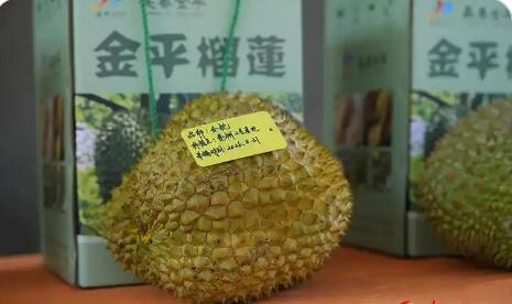云南金平：特色农林产业再添榴莲新名片