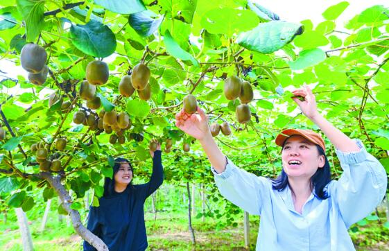 石家庄市元氏县黑水河村猕猴桃成助力乡村振兴的“致富果”