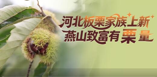 这片田野有良方：河北板栗家族“上新” 燕山致富有“栗”量