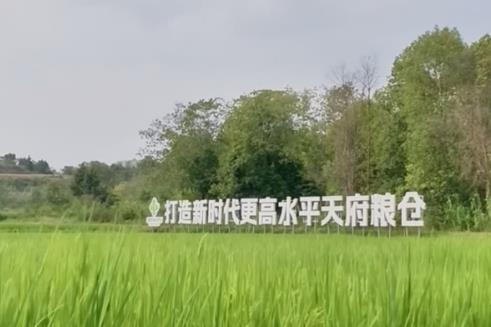 从“被动抗灾”到“主动解题”：“精打细算”做好农田增产丰收“文章”