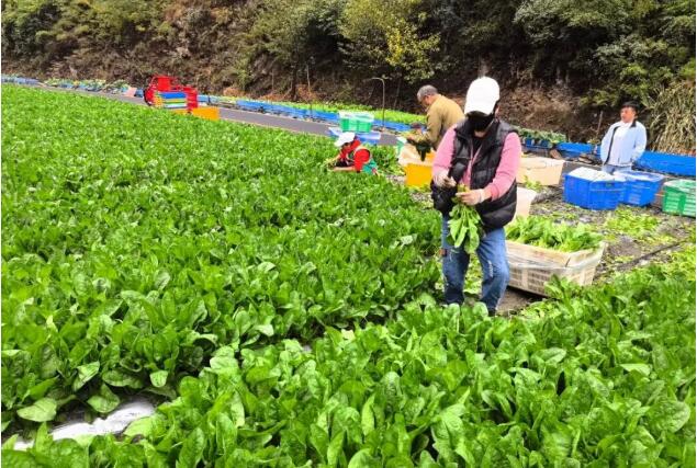四川阿坝理县：高原精品菠菜试种成功，亩产3000斤