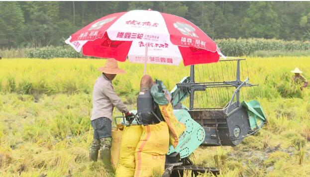 福建宁德古田泮洋：高山稻谷迎丰收 特色农业促共富
