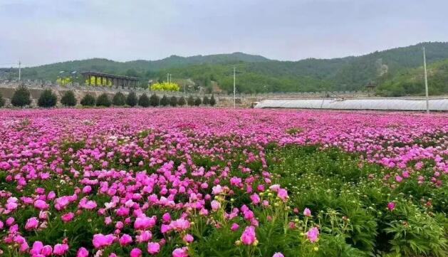 北京怀柔：中医药文化赋能长哨营，山乡振兴有奔头