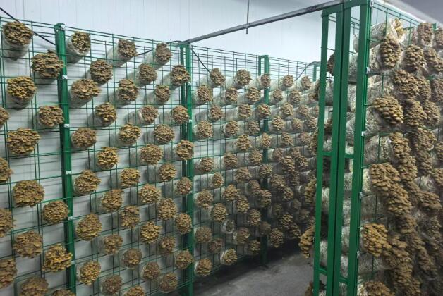江苏丹阳：小小菌菇长成百姓“致富伞”