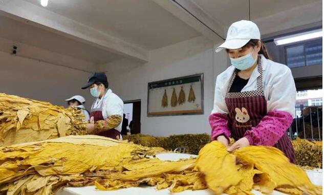 重庆奉节：烟叶收购正当时 金色烟叶铺就乡村振兴增收路