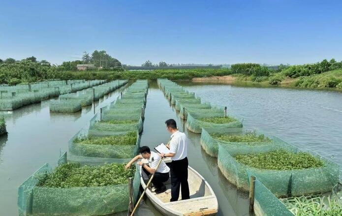 湖北仙桃黄鳝“游”出一条百亿产业共富路
