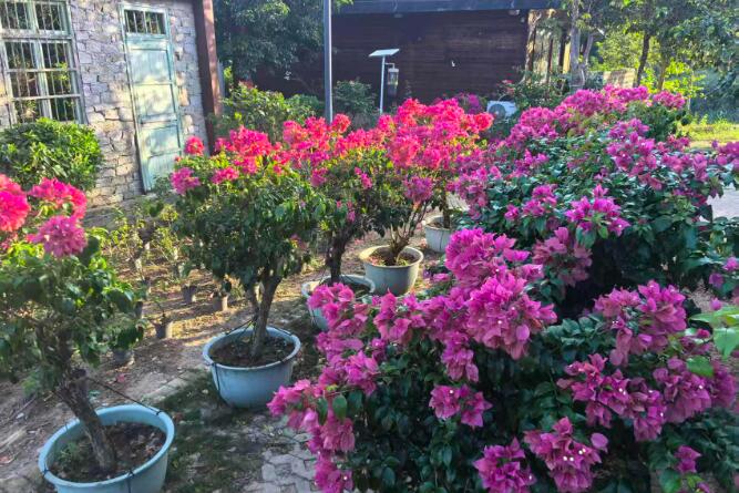 海南白沙县阜龙乡：花卉产业激活村集体经济新动能