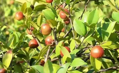 从一颗油茶果到全链增值 河南光山油茶全链提质铺就共富坦途