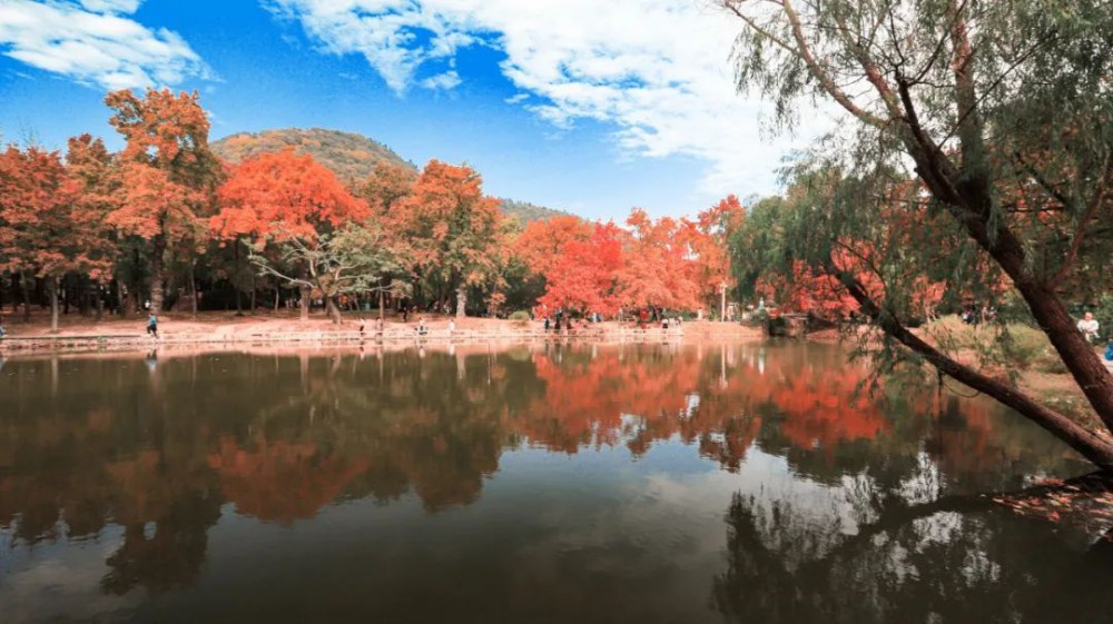 绝美！天平山枫叶最佳观赏期来啦！