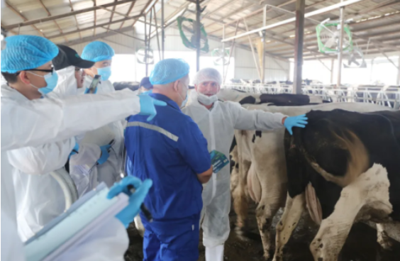 竭力推动奶业振兴 伊利“四个联结”逐步升级