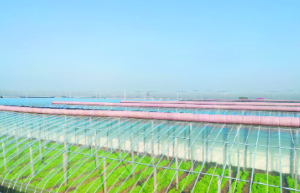 郓城县侯咽集镇八里湾村： 设施农业 让村民腰包鼓起来