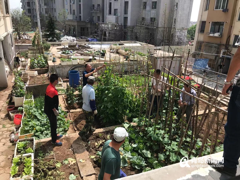 治理1000余平方米!崂山区又一居民小区圈绿毁绿被整治