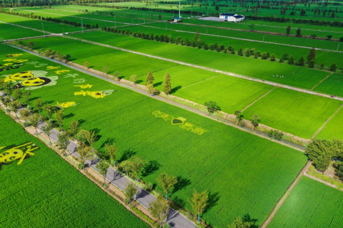 叮咚买菜订单农业大米“丰收节”上市 全年预计销量达6万吨