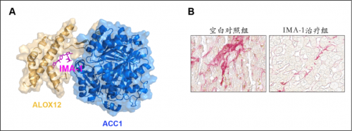  2021硕果累累 李红良教授团队在心血管代谢性疾病等领域连续取得重要进展