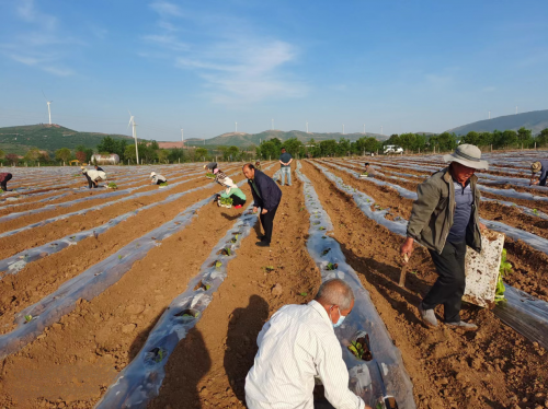 河南郏县：防疫不松懈，耕种满田畴