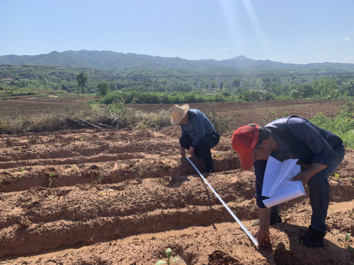 河南西峡：立夏初立农事忙 金叶托起新希望