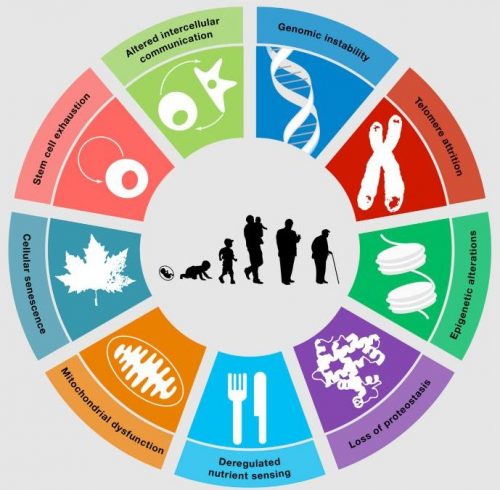 对话SRW科学家Greg：解码细胞年龄，延伸健康长度