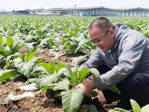 镇平县：烟田地里话增收