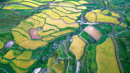 福建龙岩：乡村振兴“拼拼乐”