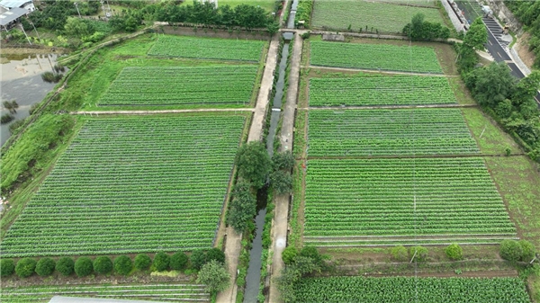 湖北夷陵：探索特色产业标准化示范区 绘就乡村振兴新画卷