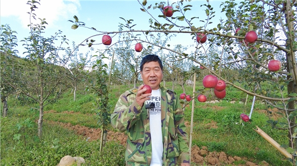 云南泸西阿硐村：苹果飘香幸福来