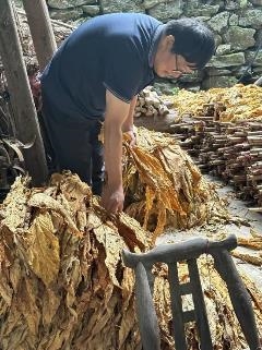  金叶承载振兴梦 踏实奋斗幸福来 