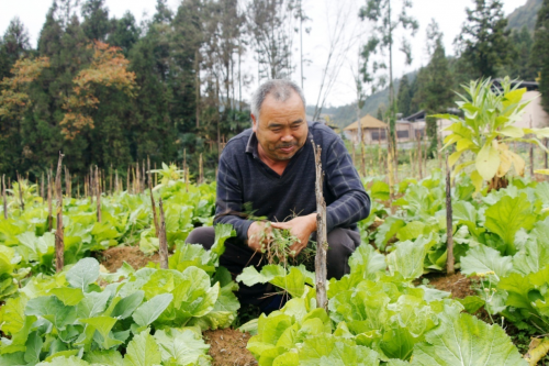 湖北利川：“冬眠地”变“增收田”人勤地不闲