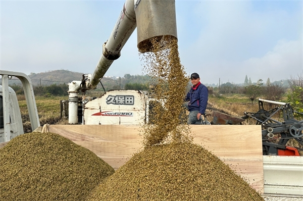 乡村行 看振兴“香溢红”奉献致富路