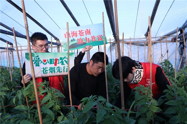 苍南：直播带货拓销路 助农增收产业旺