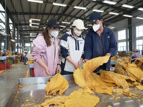 石林复烤厂： “师带徒”助力“新生代”成长迈上“新高度”