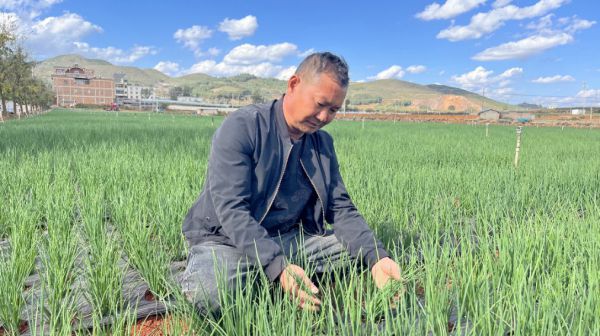 幸福生活“葱”满希望