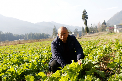 湖北利川：返乡“菜大王”创业记