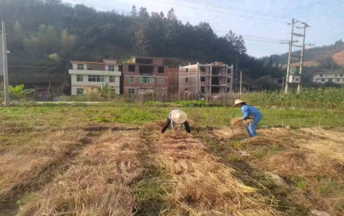 福建大田：秸秆综合利用，“生态包袱”变身“绿色财富”