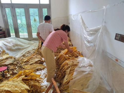湖南慈利烟草：绿叶子变成金叶子，在家过上好日子