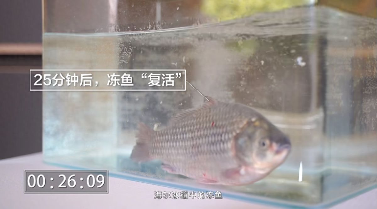 海尔冰箱不“冻”摇：冻透的鱼能复活